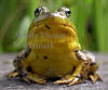 Green Frog Close-up