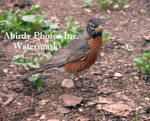 American Robin Male On Bark Looking At Camera