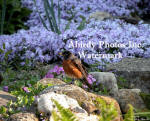 Wet American Robin Male With April Flowers
