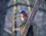 Blue Bird Peaking  Around Wooden Stake