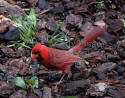 Cardinal Male on Wet Wood Chips