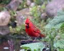 Cardinal Male on Log by Pond