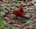 Male Cardinal Looking At Camera