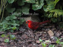 Cardinal Male Eating Sunflower Seeds By Rock