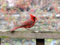 Cardinal Male on Railing