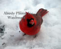 Male Cardinal Standing In Snow Looking At Camera