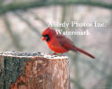 Cardinal Male On Tree Stump Looking Down At Seed