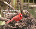 Cardinal Male On Tree Root By Pond With Mouth Open Looking At Camera