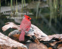 Cardinal Male On Drift Wood By Pond Looking Over Shoulder