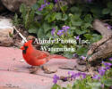 Cardinal Male On Patio Block With Violets