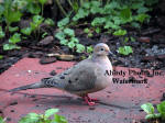 Very Well Fed Dove On Patio Block