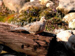 Dove On Log At Sunset