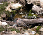 Male Dove Strutting In Front Of Waterfall