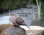 Dove Sitting On Brown Rock In Front Of Pond
