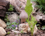 Dove Standing Up On Rock With Ferns And Violets