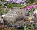 Dove In Front Of Large Rock With Flowers