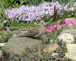 Dove on Rock with Flowers