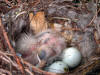 House Finch Nest