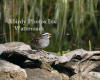 White-throated Sparrow Singing By Pond