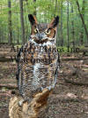 2004_5901B Great Horned Owl Woods Background