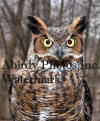 Great Horned Owl Closeup