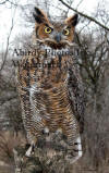 Great Horned Owl on Stump
