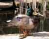 Mallard Male Looking Good For The Females