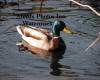 Mallard Duck Male Swimming In Pond