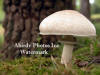 Large White Mushroom In Front of Tree