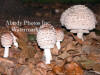 Shaggy Parasol Mushroom Stages In Dried Leaves