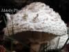 Parasol Mushroom Close-up