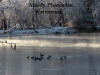 Geese In Salt Creek Winter Morning Light