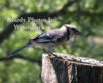 Blue Jay Close-Up On Stump In Marion