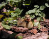 Duckling Sitting On Bark With Shade