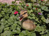 Duckling Standing In Flowers