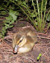 New Life Duckling