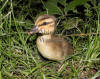 Duckling In Grass