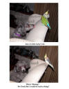 Combined Licky Lick - Abby with Birds