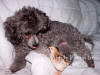 Abby And Chick First Introduction