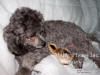 Abby Getting Pecked on Nose By Chick