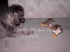 Abby and Chicks By Couch