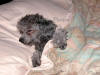 Abby Sleeping on My Pillow