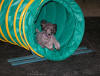 Abby Coming Out Of Agility Tunnel